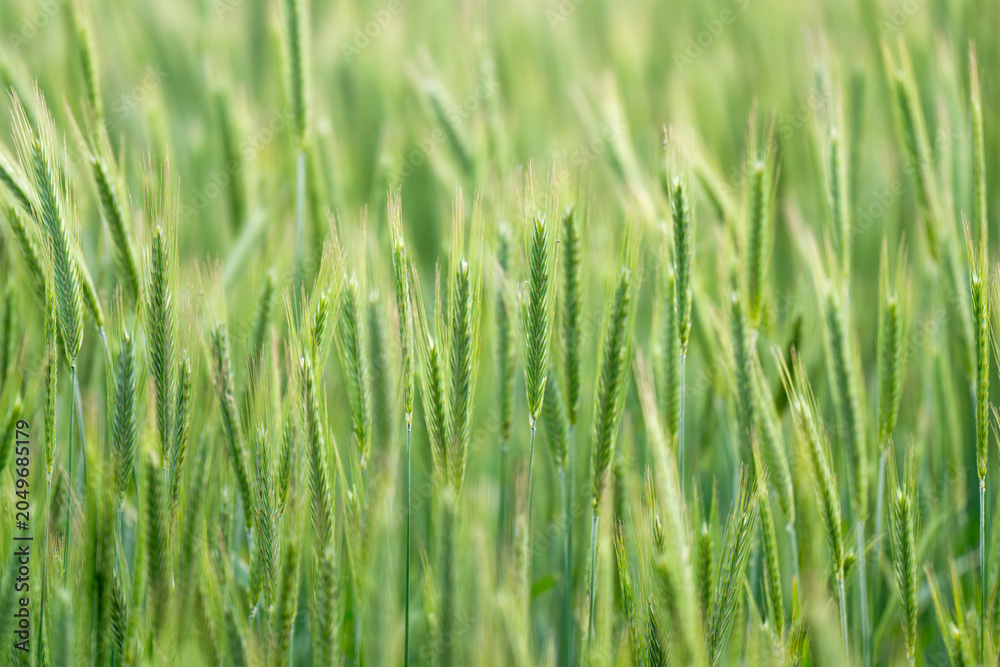 Obraz premium Green barley (cereal) field for abstract nature background.