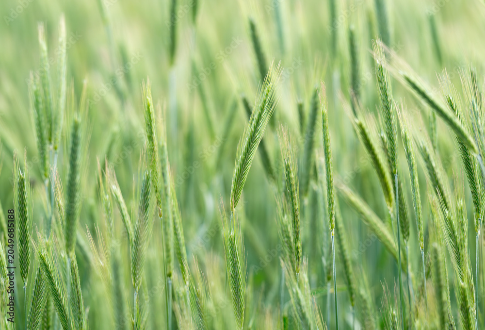 Obraz premium Green barley (cereal) field for abstract nature background.