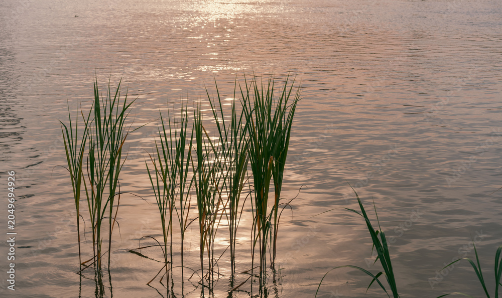 Αυτοκόλλητο Serene Water Scene with Tall Grasses