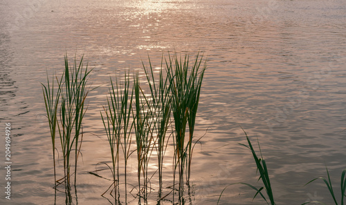 Slika na platnu Serene Water Scene with Tall Grasses