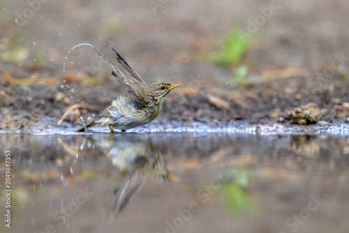 Fotografía Fitis Phylloscopus trochilus willow warbler