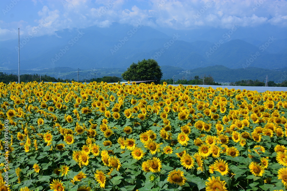 Fototapeta premium 山梨県 北杜市の明野サンフラワーフェス～ひまわり畑