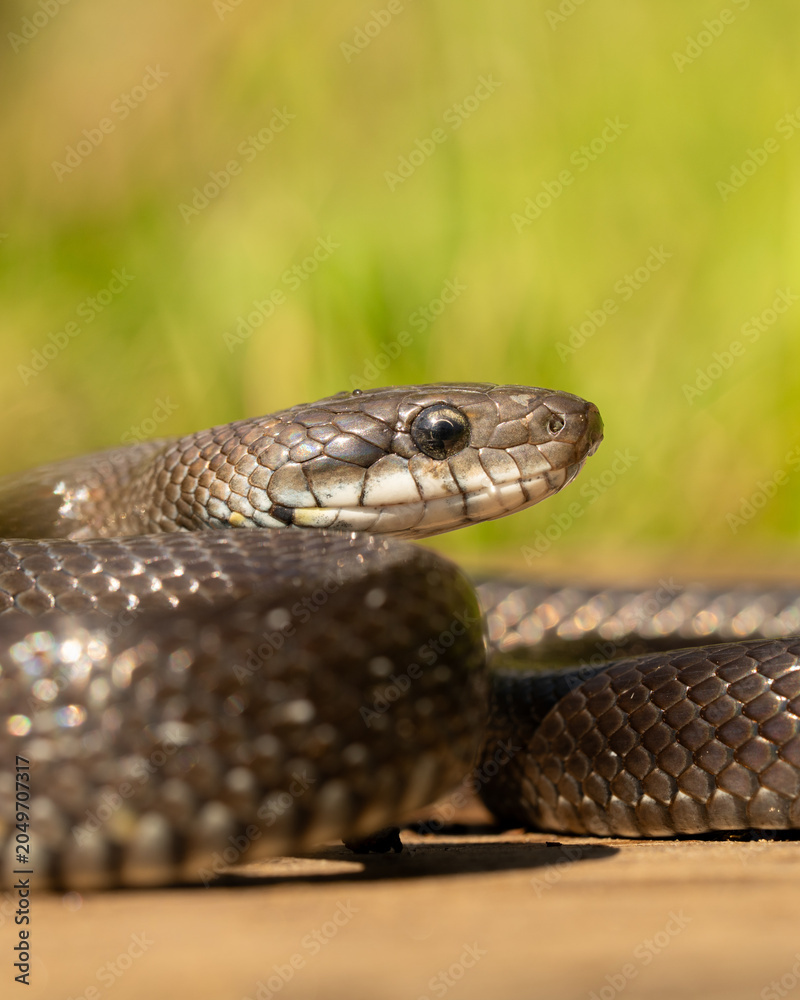 Obraz premium macro portrait of Aesculapian snake