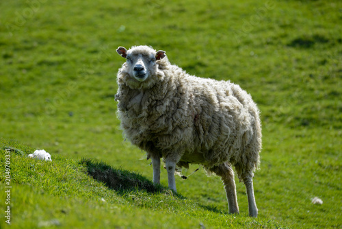 Mouton des Shetland