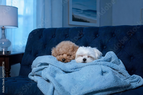 Two small dogs sleeping cozily under a blue knit blanket on a dark blue couch in a softly lit room