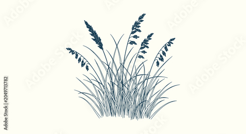 Hand Drawn Vector Illustration of Wild Meadow Grass Bunch with Seed Heads Isolated on Off White