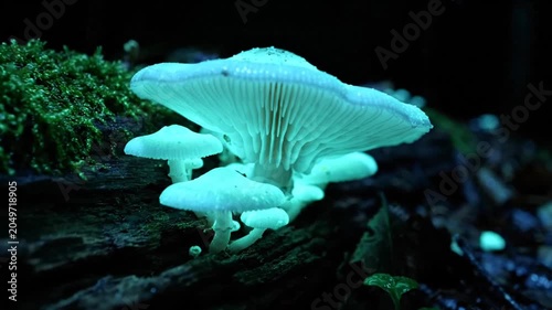Bioluminescent mushrooms glowing in a dark forest on a mossy log at night, showcasing natural wonder