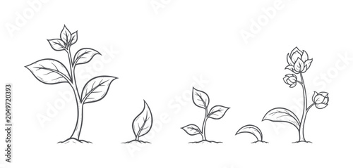 Bilde på lerret Hand drawn plant growth stages from seedling to flowering plant sprout leaf