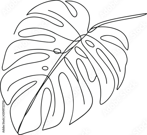 Isolated monstera leaf