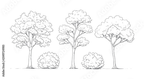 Photography Three distinct trees and two rounded bushes drawn in black ink nature foliage br