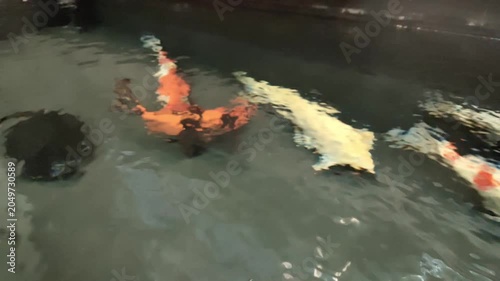 Colorful koi fish swimming in pond