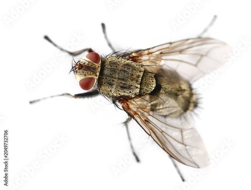 Cuadro en lienzo Flesh fly, grey sarcophaga carnaria, isolated on white background, top view