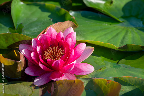Lilia wodna. Water lily.