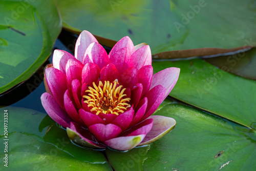 Fotografie Lilia wodna. Water lily.