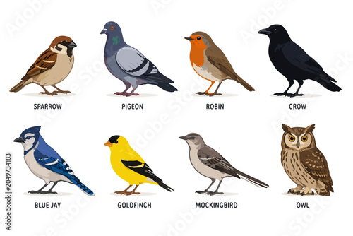 Clean vector collection of bird species illustration isolated on white background.