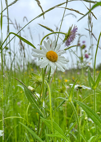 Tableau sur toile Dewdrops on a wild white daisy in a summer meadow