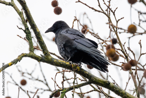Photography Carrion Crow in a Bare Tree