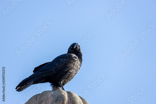 Photography Carrion Crow Looking Up