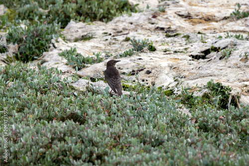 Photography Juvenile Starling on Coastal Rocks