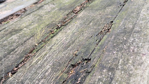 фотографія Close-up of weathered wooden planks with cracks and moss