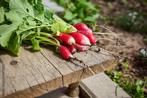 Freshly harvested radishes resting on a rustic wooden table in a vibrant garden during midday