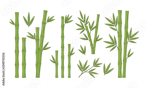 Collection of Bamboo stalks and leaves illustration.
