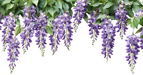 Hanging garland wisteria flower cutout png isolated on white or transparent background