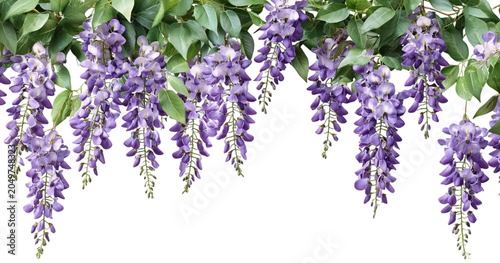 Fotografie Hanging garland wisteria flower cutout png isolated on white or transparent back