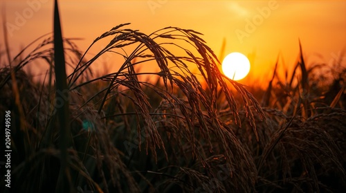 Golden rice ears silhouette at sunset in agricultural field harvest concept