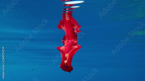 Close-up of blood-colored sea slug Spanish dancer swimming in blue water mirrored in it, at daytime in sunshine. Dorid nudibranch Hexabranchus sanguineus swims in sea reflecting in surface of water
