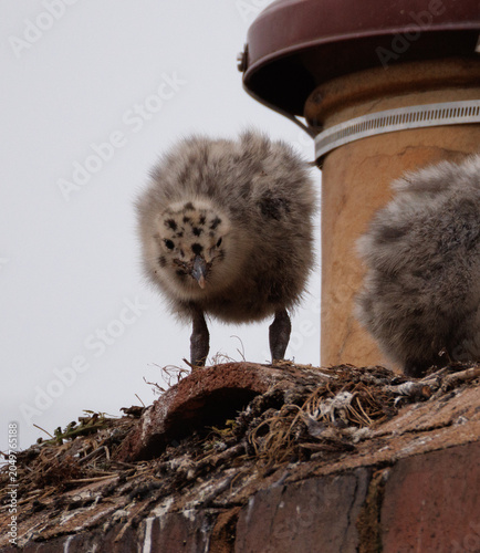 baby seagull on a roof 