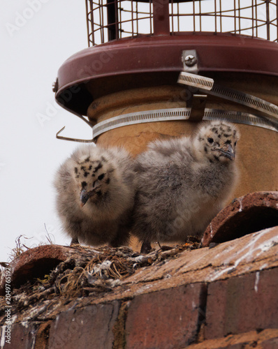 baby seagulls on a roof 