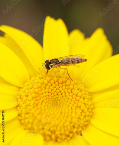 fly on flower