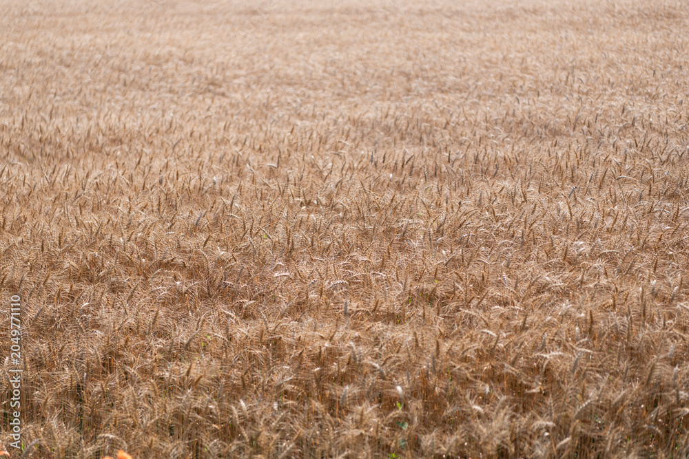 Obraz premium Ripe wheat harvest. Agriculture and farming. Barley ear spikelet. Farming crop field. Wheat flied at rural countryside. Agricultural landscape. Crop countryside field. Agrobusiness