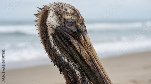 Pelican covered in oil on a beach with waves in the background  