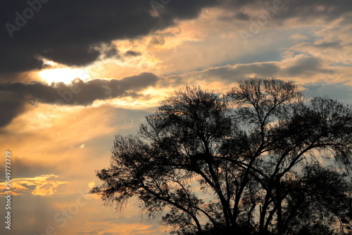 sunset with clouds and silhouette of trees