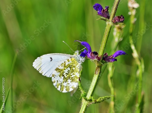 Aurorafalter (Anthocharis cardamines) Weibchen