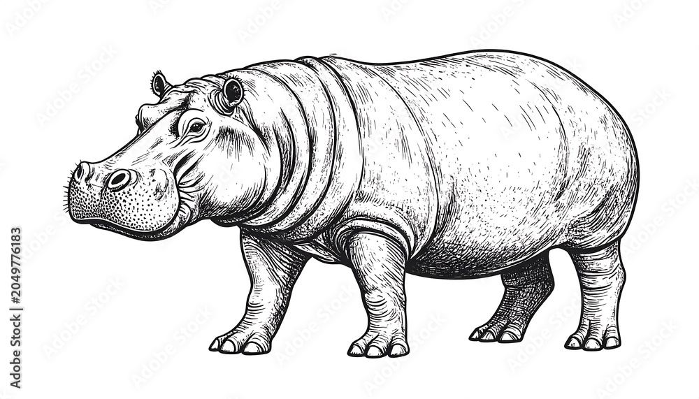 Fototapeta premium A black and white illustration of a large hippopotamus standing still