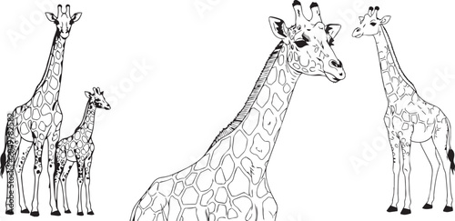 Black and white giraffe illustrations for coloring book