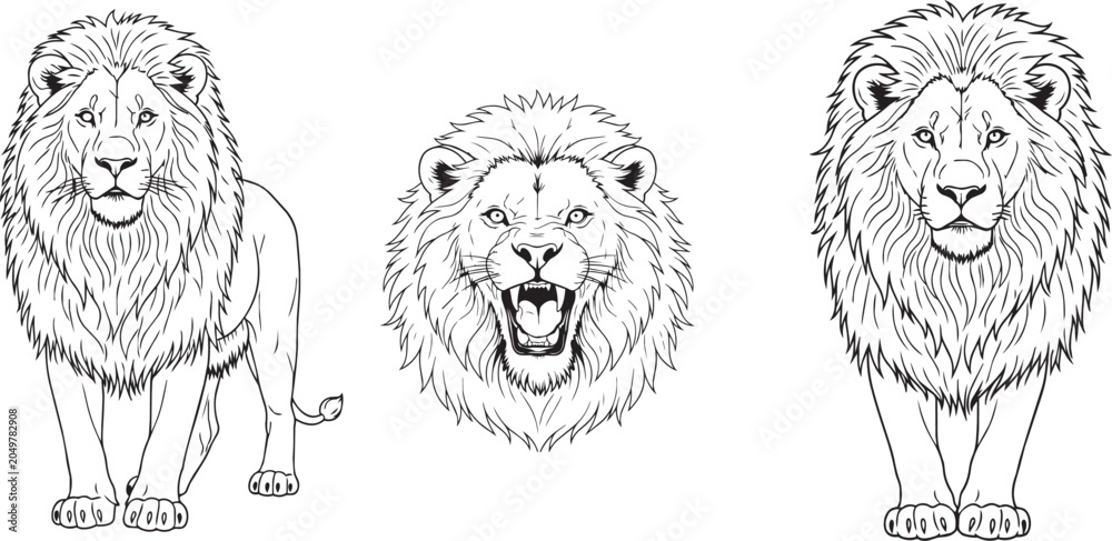 Obraz premium Detailed lion illustrations in black and white