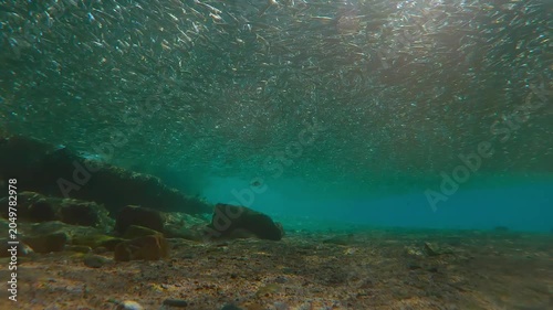 Sunlight shimmers through dense, gray cloud of Hardyhead Silversides (Atherina), clustered in shallows just under surface at spawning run season. Fish`s are strongly backlit by sun, with glare on lens