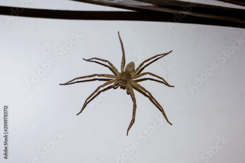 Photos A harmless Huntsman spider - Heteropoda venatoria on a white wall at night, serving as a beneficial house pet that naturally controls pests like cockroaches