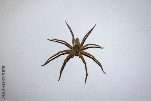 Fotografie A harmless Huntsman spider - Heteropoda venatoria on a white wall at night, serving as a beneficial house pet that naturally controls pests like cockroaches