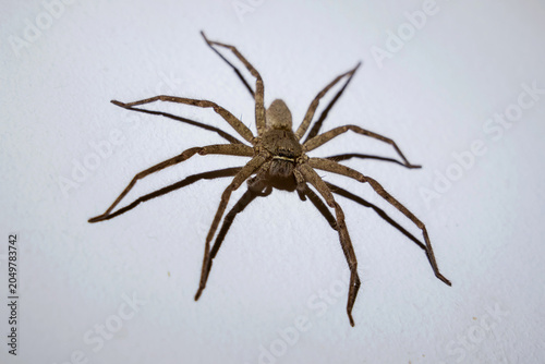Foto A harmless Huntsman spider - Heteropoda venatoria on a white wall at night, serving as a beneficial house pet that naturally controls pests like cockroaches