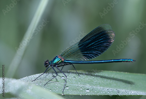 Close-up of a male blue-winged damselfly (Calopteryx virgo) perched on a long reed leaf. Water droplets can be seen on the leaf.