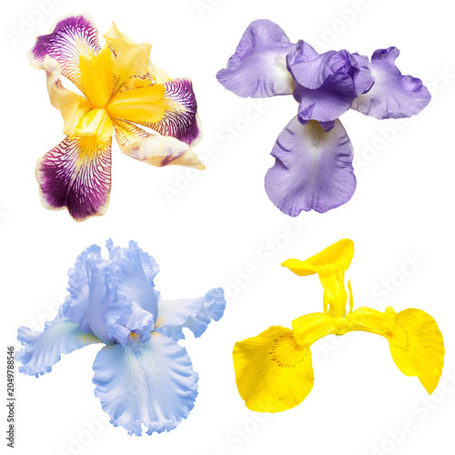 Foto Collection of multicolored flowers head irises isolated on white background