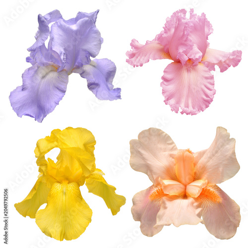 Obraz na plátně Collection of multicolored flowers head irises isolated on white background