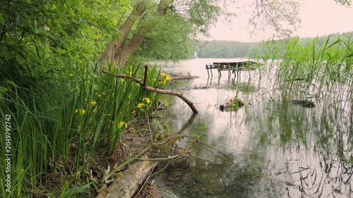 Rainy Day at Forest Lake with Old Wooden Pier and Yellow Iris Flowers, 4k With Audio (Birds and Rain).