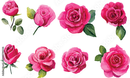 pink roses on white background