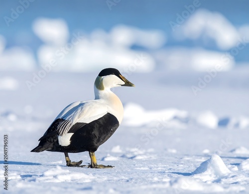 A bird with a white body and black wings stands on snow